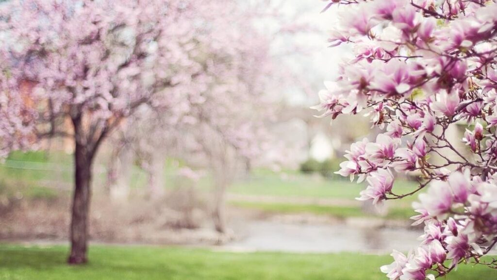 Spring has comeの意味