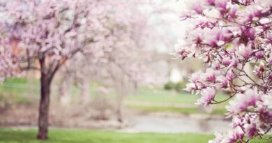 Spring has comeの意味