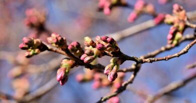「もうすぐ春」の英語